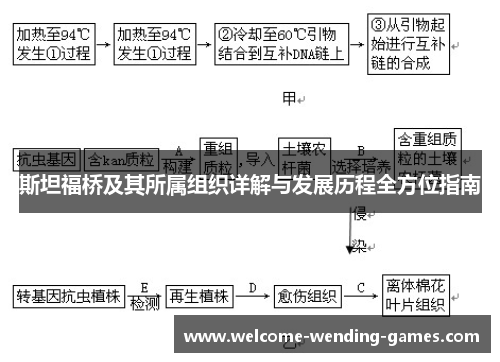 斯坦福桥及其所属组织详解与发展历程全方位指南